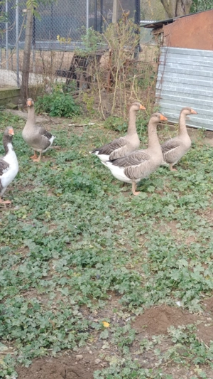 Vând gâște tinere  - imagine 3 Vând gâște tinere  - imagine 3