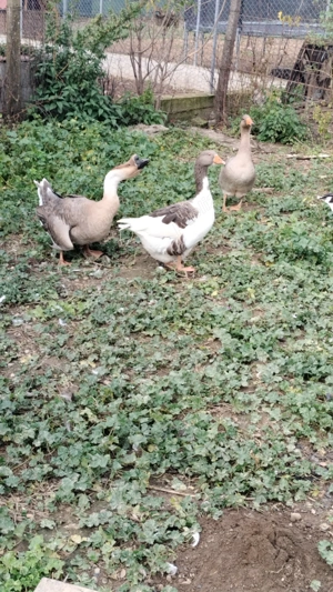 Vând gâște tinere  - imagine 4 Vând gâște tinere  - imagine 4