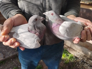 Schimb porumbei argintii  sau vand - imagine 4