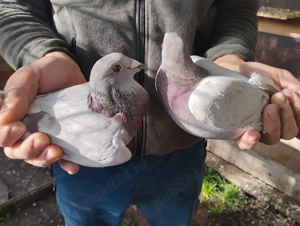 Schimb porumbei argintii  sau vand - imagine 5