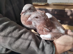 Schimb porumbei argintii  sau vand - imagine 2