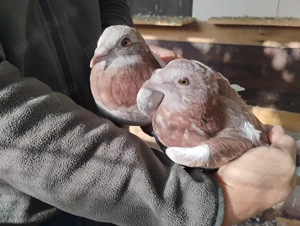 Schimb porumbei argintii  sau vand - imagine 3