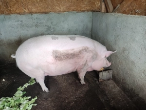 Vând porc +480 kg  - imagine 2