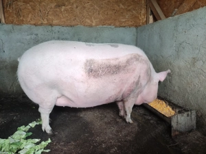 Vând porc +480 kg  - imagine 3