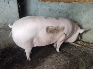 Vând porc +480 kg  - imagine 4