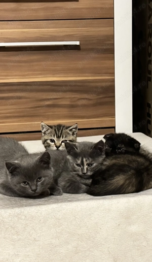 Pisicuți pufoși caută familii iubitoare