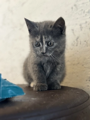  Pisicuți pufoși caută familii iubitoare    - imagine 3