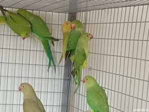 diferite specii papagali - imagine 2