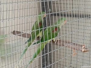 diferite specii papagali - imagine 3