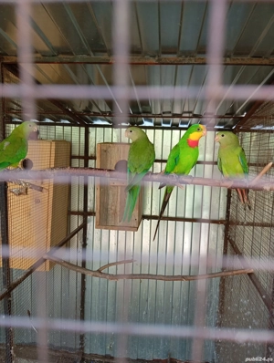 diferite specii papagali - imagine 4