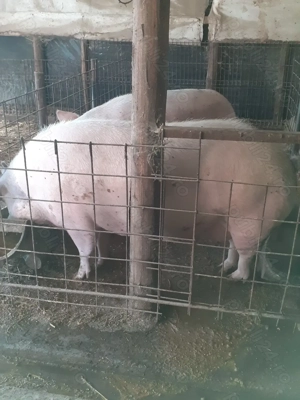 Vând porci mari 
