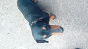 Vand 2 cățelușe tekel - imagine 2 Vand 2 cățelușe tekel - imagine 2