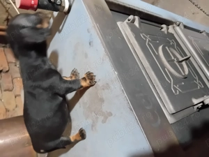 Vand 2 cățelușe tekel