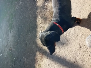 Vand 2 cățelușe tekel - imagine 3 Vand 2 cățelușe tekel - imagine 3