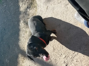 Vand 2 cățelușe tekel - imagine 4 Vand 2 cățelușe tekel - imagine 4