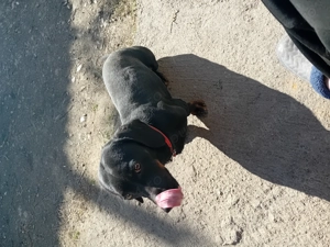 Vand 2 cățelușe tekel - imagine 5 Vand 2 cățelușe tekel - imagine 5