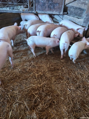 Purcei de vanzare - imagine 2 Purcei de vanzare - imagine 2