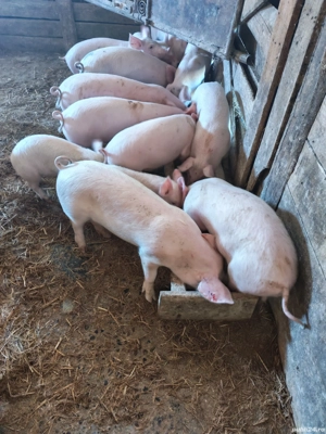 Purcei de vanzare - imagine 3 Purcei de vanzare - imagine 3