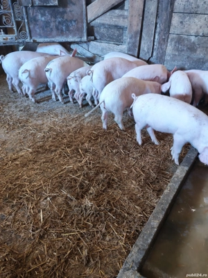 Purcei de vanzare - imagine 4 Purcei de vanzare - imagine 4