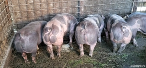 Porci de vanzare pentru Craciun