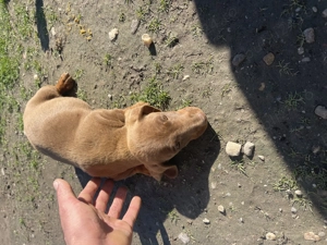 Căței Teckel arlechin - imagine 2 Căței Teckel arlechin - imagine 2