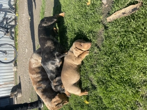 Căței Teckel arlechin - imagine 3 Căței Teckel arlechin - imagine 3