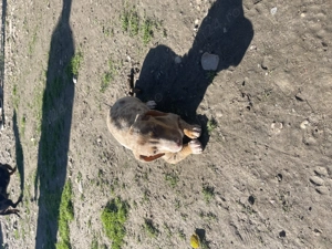 Căței Teckel arlechin - imagine 4 Căței Teckel arlechin - imagine 4