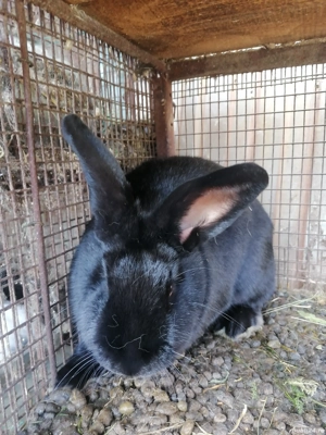 Vând iepuri fluture german