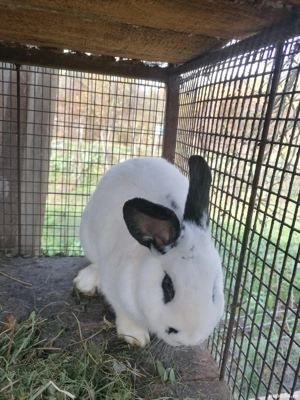 Vând iepuri fluture german - imagine 2