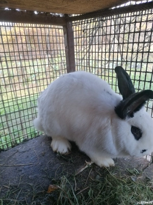 Vând iepuri fluture german - imagine 4