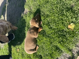 Căței Teckel arlechin - imagine 5 Căței Teckel arlechin - imagine 5