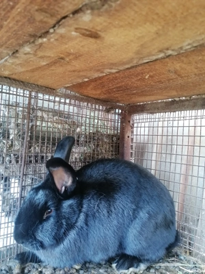 Vând iepuri fluture german - imagine 3