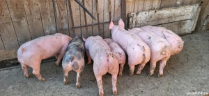 Purcei de vanzare - imagine 4 Purcei de vanzare - imagine 4