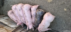 Purcei de vanzare - imagine 3 Purcei de vanzare - imagine 3