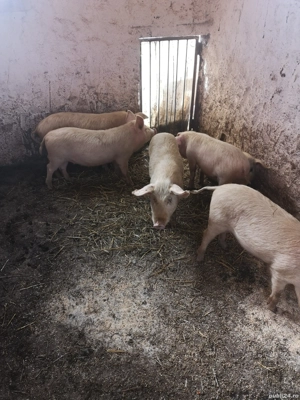 Vând șoldani rasa de carne 30-35 kg