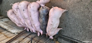 Purcei de vanzare - imagine 2 Purcei de vanzare - imagine 2