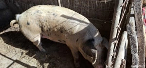 Vând porci  - imagine 3