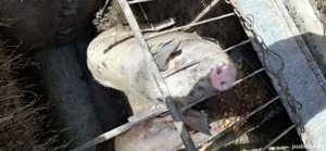 Vând porci  - imagine 4