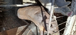 Vând porci  - imagine 5