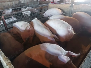 Porci de vânzare  - imagine 3