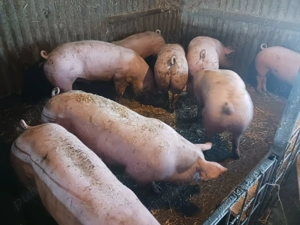 Porci de vânzare  - imagine 4