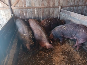 Porci de vânzare  - imagine 2