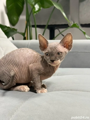 Doua pisicute Sphynx - imagine 3