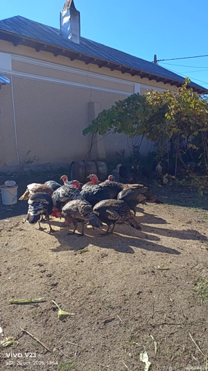 vand curci si curcani