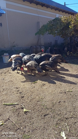 vand curci si curcani  - imagine 4