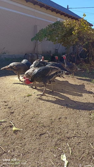 vand curci si curcani  - imagine 5