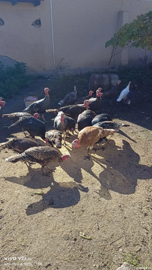 vand curci si curcani  - imagine 3