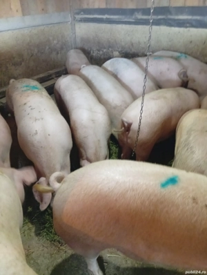 Vând Porci de Casă Preț 18 lei kg în Viu  - imagine 4