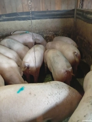 Vând Porci de Casă Preț 18 lei kg în Viu  - imagine 3