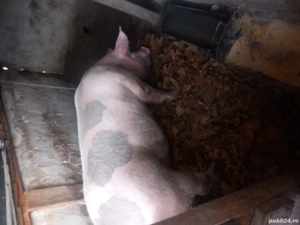 Porci pentru Crăciun.